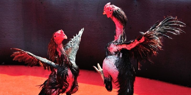 alo789bet bắn cá đổi thưởng